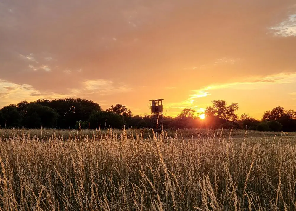 Feld Sonnenuntergang Hintergrund